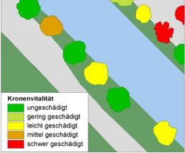 Kronenvitalitäts-Karte der Uferbäume nach Luftbildinterpretation
